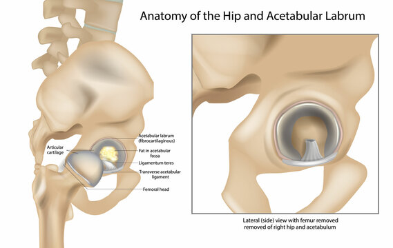 Anatomy of the Hip and Acetabular Labrum. Ligamentum teres and Articular cartilage. Lateral view with femur of right hip.