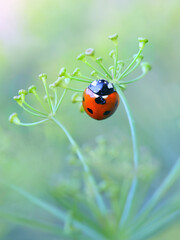 Ladybird and flowering fennel