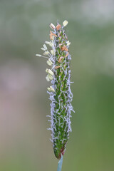 Alopecurus geniculatus, commonly known as water foxtail or marsh foxtail, wild plant from Finland