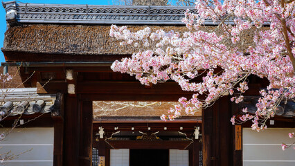Kyoto, Japan - March 31 2023: Ninnaji is one of Kyoto's great temples listed as World Heritage Sites famous for Omuro Cherries, late blooming cherry trees.