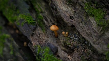 mushroom growing on tree