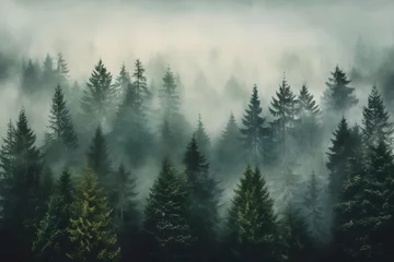Foto op Canvas view of a green alpine trees forest with mountains at back covered with fog and mist in winter © DailyLifeImages