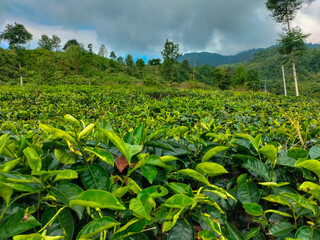 Beautiful morning view of Tea Plantation. Fresh and greeny landscape. Selective focus.
