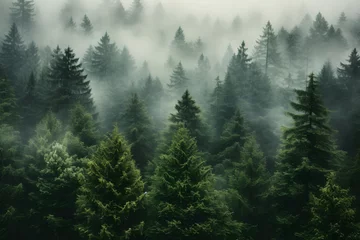 Fotobehang view of a green alpine trees forest with mountains at back covered with fog and mist in winter © DailyLifeImages