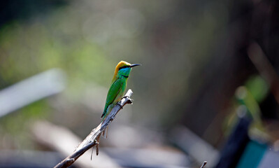 Asian green bee eaters searching for insects