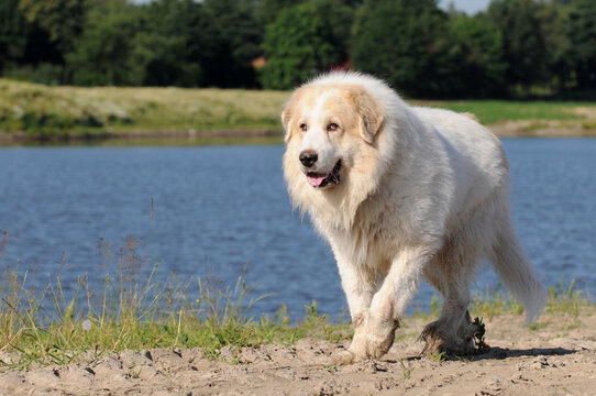 dog great pyrenees running on front of the sea.