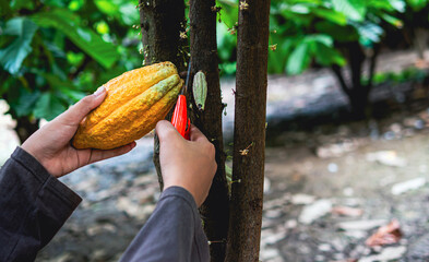 Close-up hands of a cocoa farmer use pruning shears to cut the cocoa pods or fruit ripe yellow...