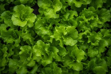 Green salad leaves background. Generative AI