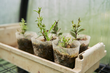 Plants seedlings in homemade pots, a mini greenhouse at home.