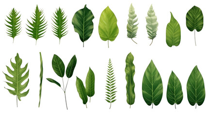 Set of tropical leaves isolated on a transparent or white background, png