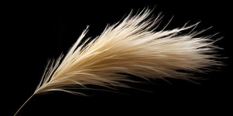 Watercolor Pampas Stock,  Ostrich Feathers on the dark background, Feather Reed Grass flower patterned background. Flower texture background. Generative AI