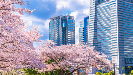 桜咲くみなとみらいの街並み【神奈川県・横浜市】　
Cherry blossoms blooming Yokohama Minato Mirai - Kanagawa, Japan