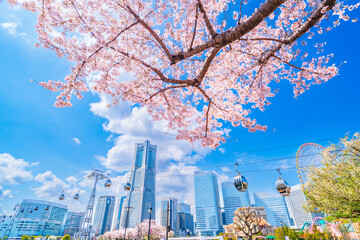 桜咲く横浜みなとみらい【神奈川県・横浜市】　
Cherry blossoms blooming Yokohama Minato Mirai - Kanagawa, Japan - obrazy, fototapety, plakaty