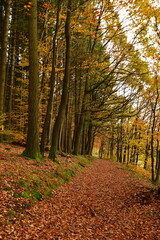 Forest Path autumn germany odenwald fall