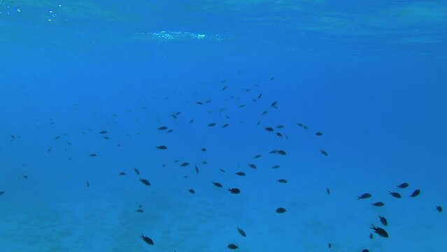 A large school of small fish swims in the Aegean Sea in Greece