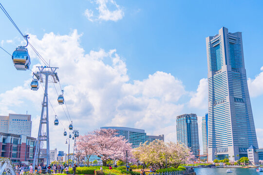 春の横浜みなとみらい　汽車道の桜並木【神奈川県・横浜市】　
Cherry blossoms blooming Yokohama Minato Mirai - Kanagawa, Japan