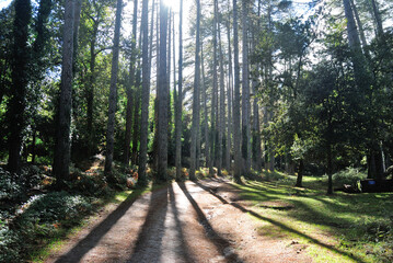 Veduta della foresta Fiorentini