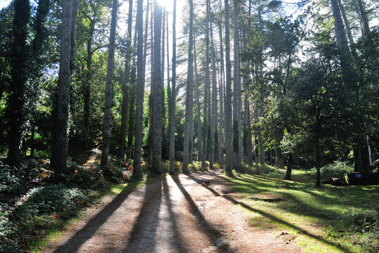 Veduta della foresta Fiorentini