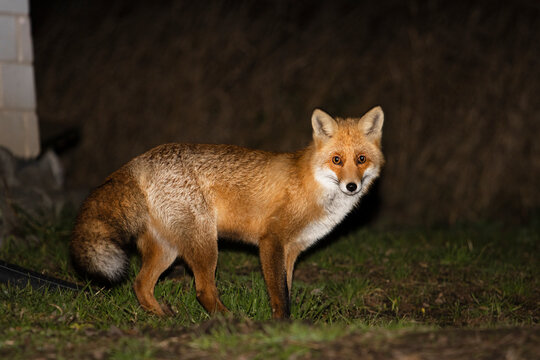 fox at dusk in the backyard