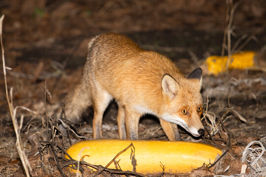 fox at dusk in the pumpkin patch