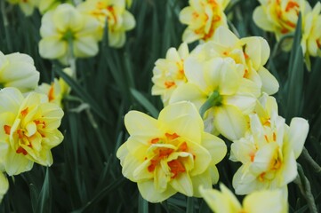Naklejka na ściany i meble Yellow daffodil flowers blooming in a botanical garden. Spring flowers background.
