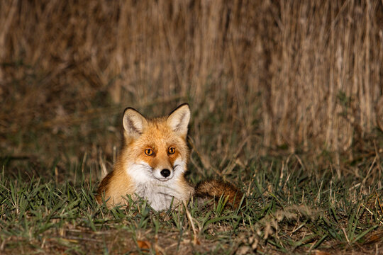 fox lies in the grass at dusk