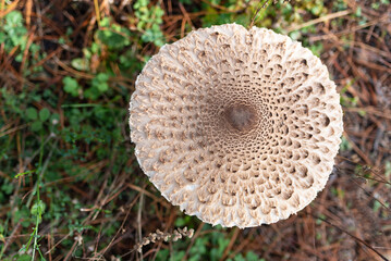 Lepiota, top view. Genus of fungi of the order Agaricales