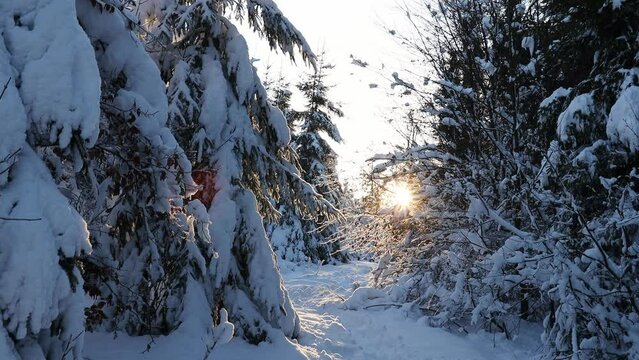 a winter sun snow forest video