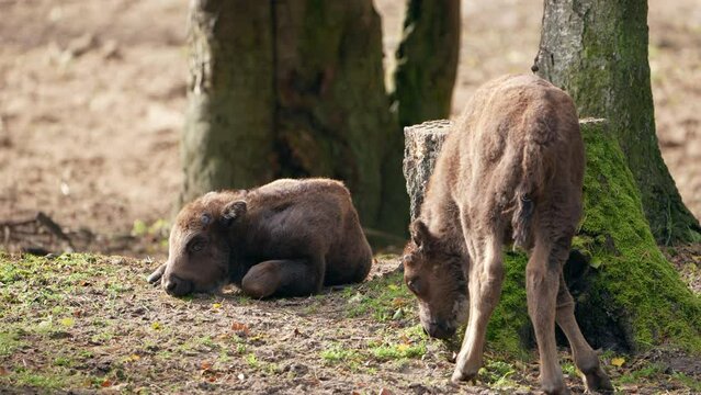 Wildlife - European Bison in Super Slow Motion 4K 120fps
