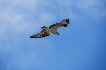 osprey or sea hawk hunting a fish from the water and flying in the deep blue sky in Baja California...