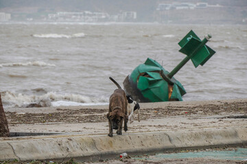 dog friends during hurricane in October 2023 in La Paz Malecon, Baja California Sur, Mexico