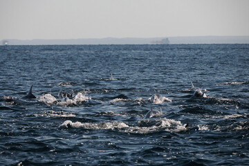 bottlenose dolphin group in Cortez Sea baja california Sur