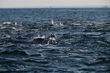 bottlenose dolphin group in Cortez Sea baja california Sur