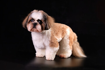 A Shih tzu dog with a new haircut and a grateful look on a black background