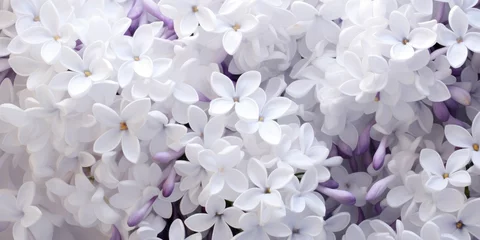 Foto op Aluminium Beautiful spring floral background of white lilac © Lubos Chlubny
