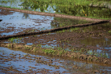 A cultivated beautiful paddy field with water
