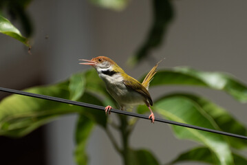 Rufous-sided Gerygone