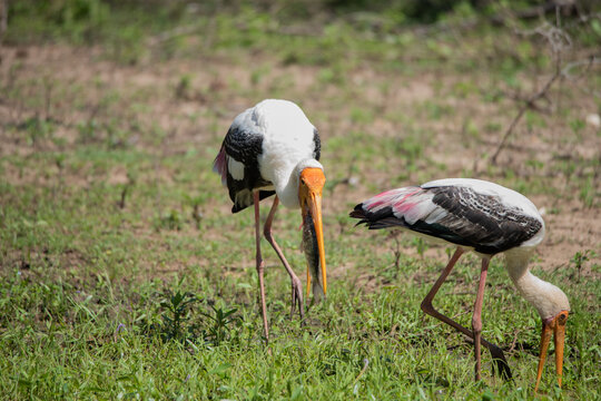 A Painted Stork eating a fresh fish
