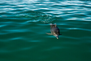 bottlenose dolphin in baja california green waters of magdalena bay