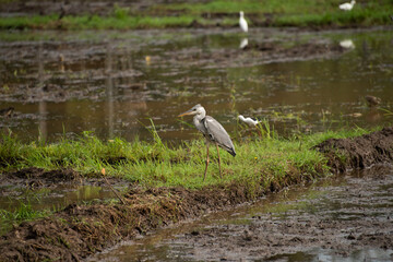 A Great Blue Heron walking in a paddy field