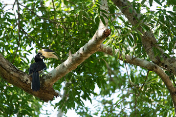 Yellow Billed Hornbill in Yala National Park, Sri Lanka