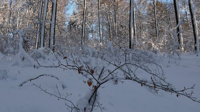 a winter snow forest video