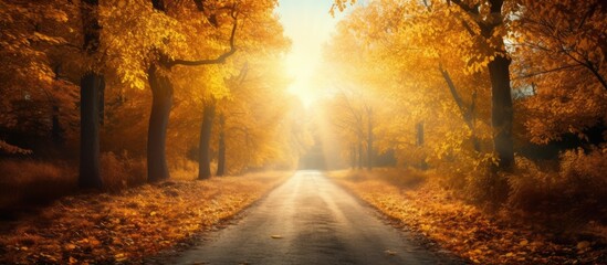 Golden autumn road through the forest Copy space image Place for adding text or design