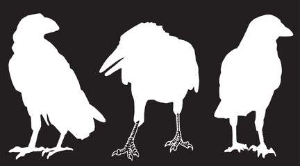 Ink pen vector  set of silhouettes of crows on black background. Elements for design,tattoo and printing	