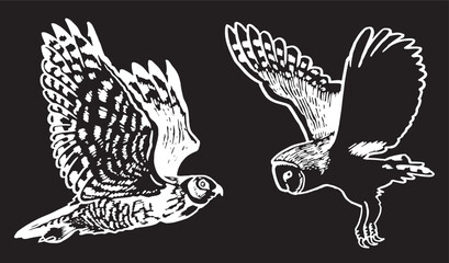 Graphical set of owls on black,vector illustration. Nightbird,symbol of wise and education