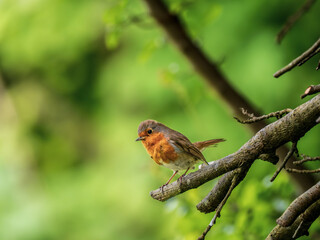 Fototapeta premium Robin perched on a Branch