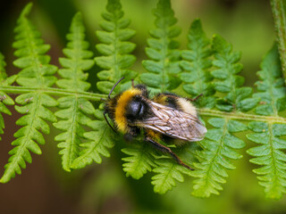 Bumblebee Resting on a Fern Leaf