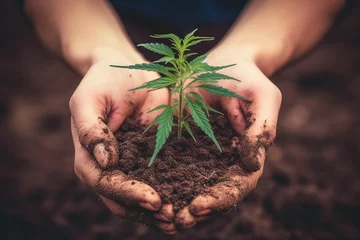 Foto op Aluminium man hand hold in palm cannabis seed in soil © dobok
