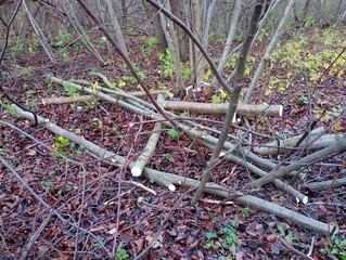 Cut trunks of trees in the forest. The topic of harvesting firewood and wood for heating the house. Destruction of woody plants.