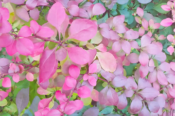 Pattern with colorful leaves. Creative nature concept.